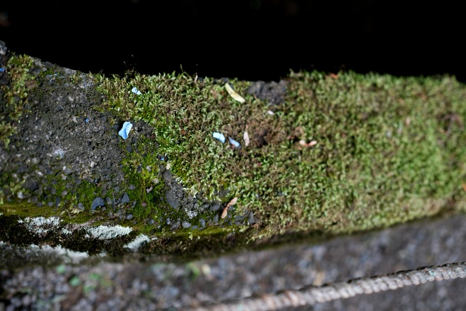 Kamakura ajisai
