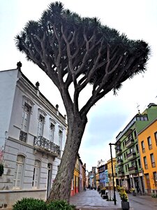 La laguna tree street