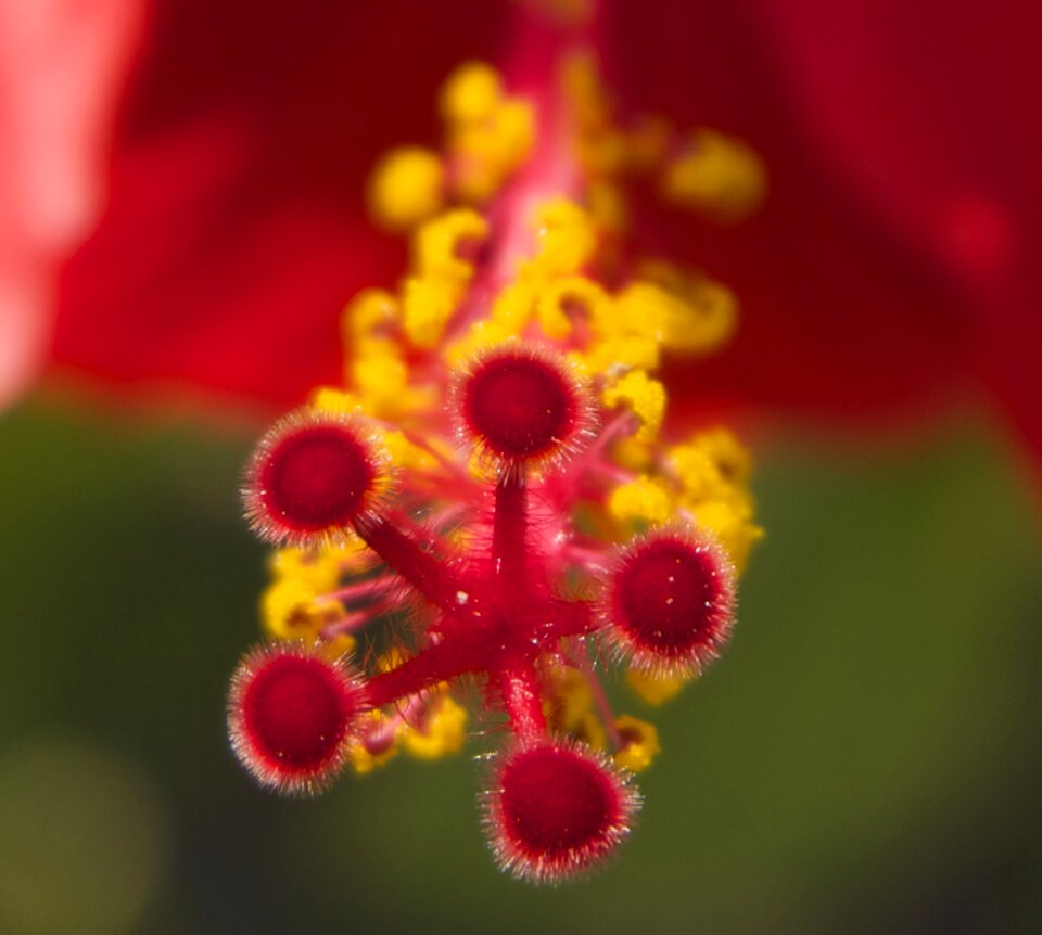 Stamens pistils macro