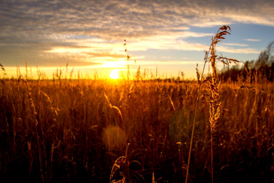 Grass field