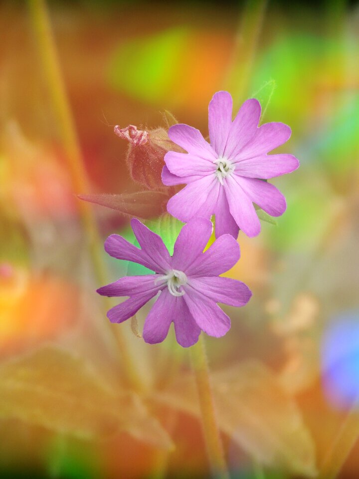 Bloom pink plant flower