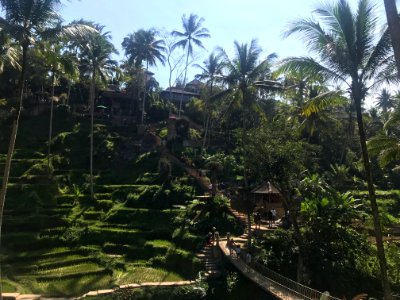 ubud-rice-field