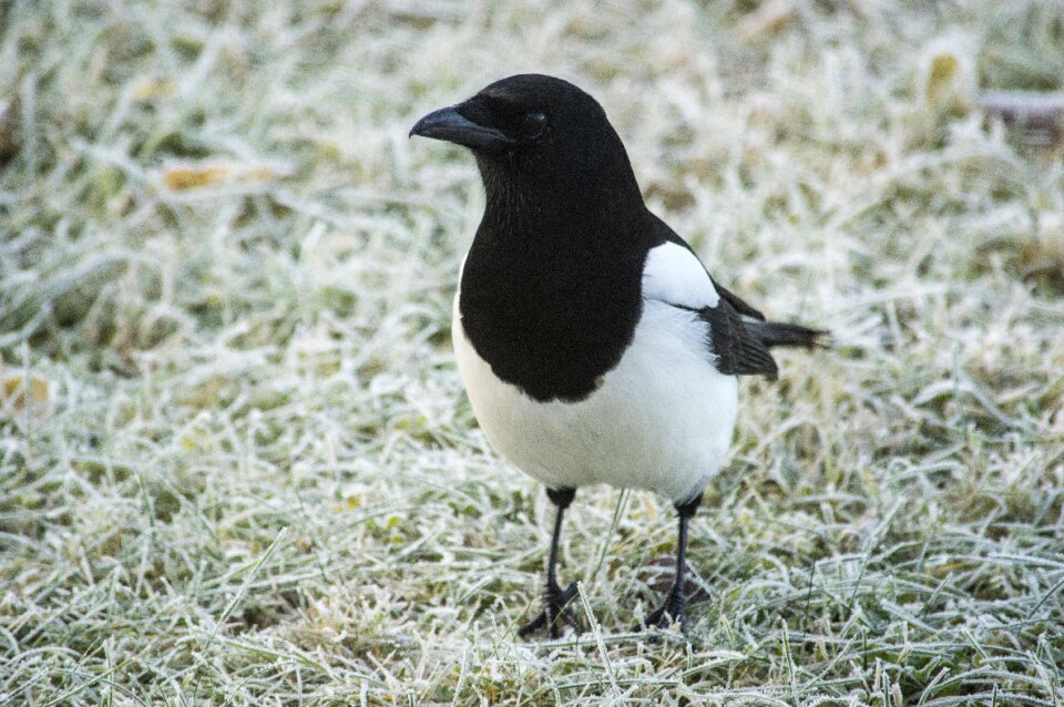 Bird bird food feeding