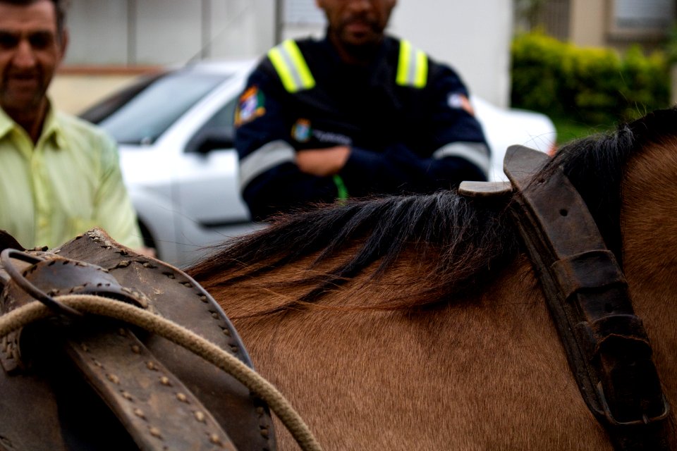 30.04.2019 - Blitze de combate aos maus tratos a cavalos - Foto Michel Corvello