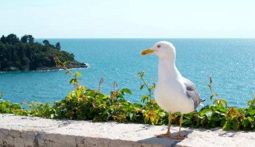 Seagull photo