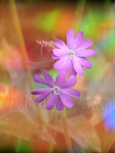 Campion purple plant