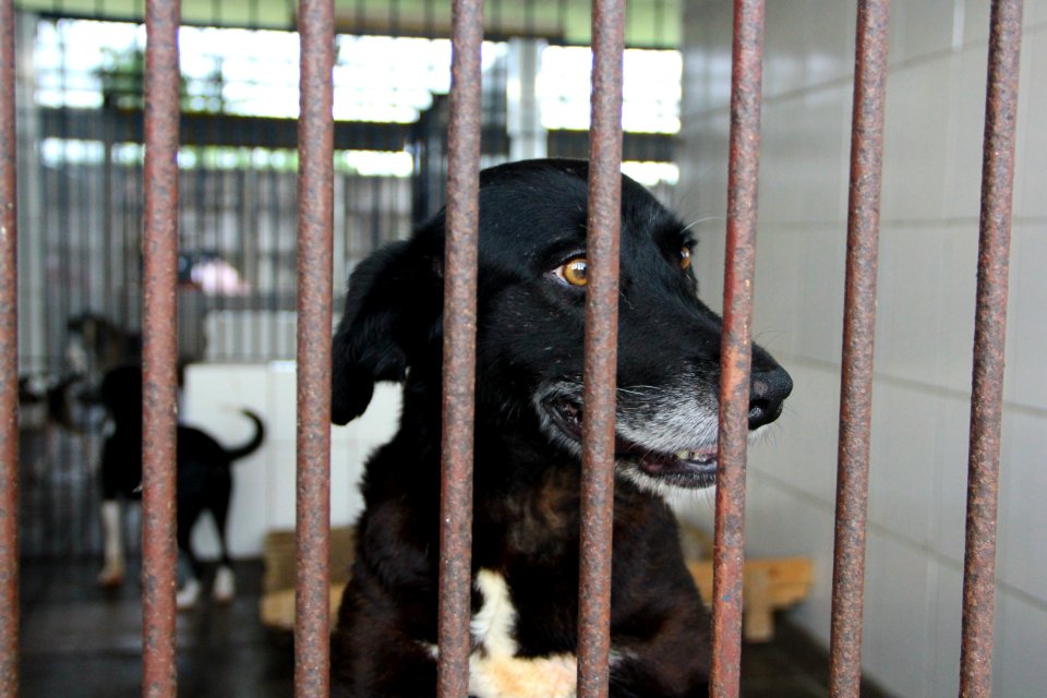 15.01.2019 - SMS - Cães para Adoção no Canil Municipal - Foto Marcel Avila