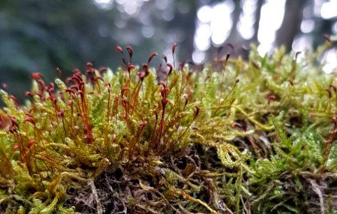 sporophytes world