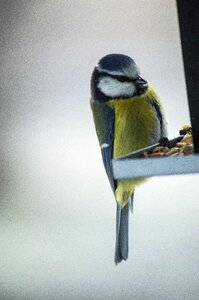 Bird seed feeding photo