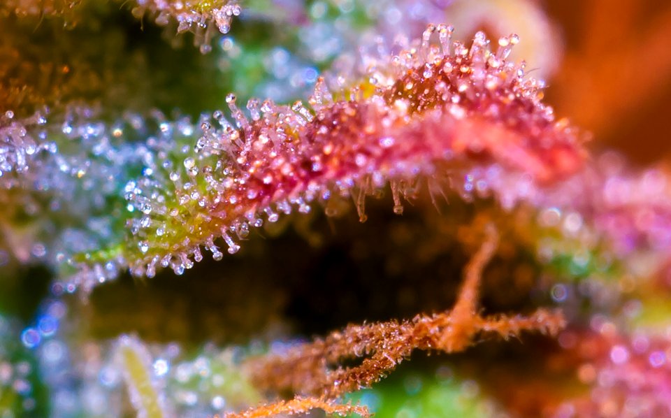 Mr Nice Macro
