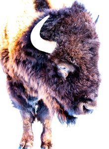 Buffalo near Hartsel, CO