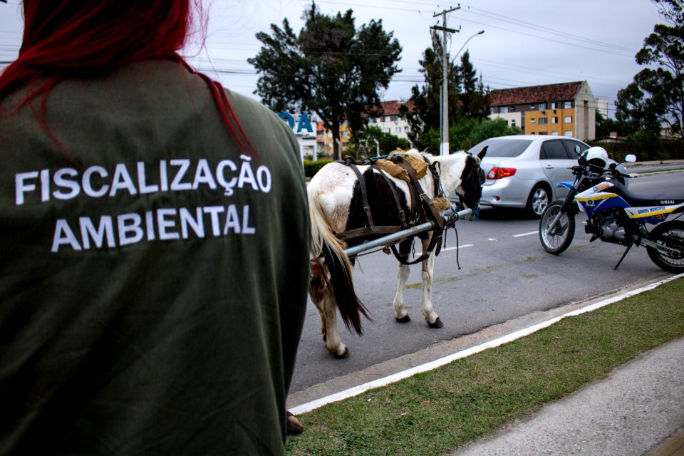 30.04.2019 - Blitze de combate aos maus tratos a cavalos - Foto Michel Corvello