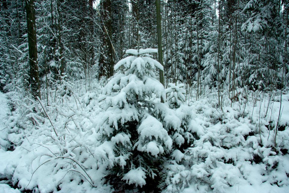 Winter in helsinki-18.jpg