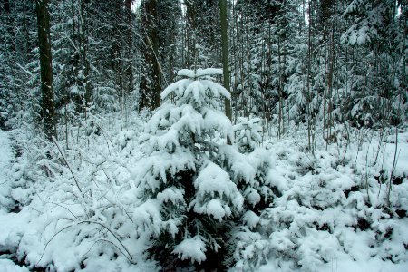 Winter in helsinki-18.jpg photo