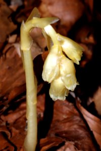 Monotropa hypophegea Wallr.