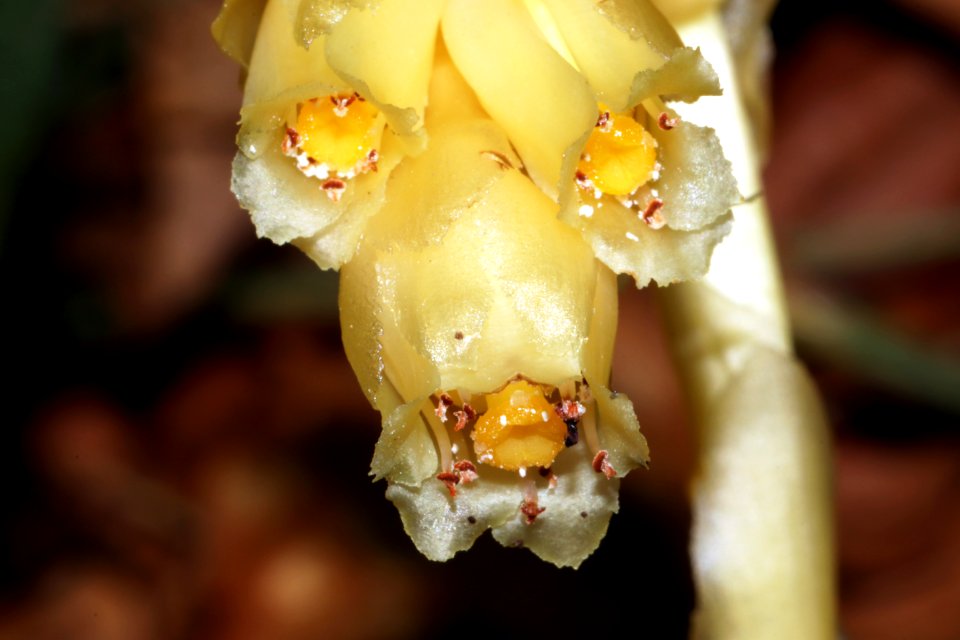 Monotropa hypophegea Wallr.