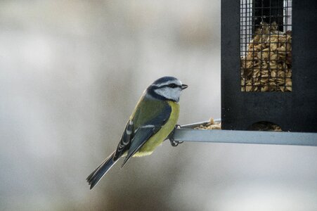Bird seed feeding photo