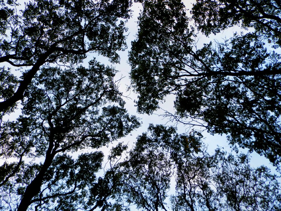To cover wispy nature branches