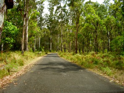 woodlands road photo
