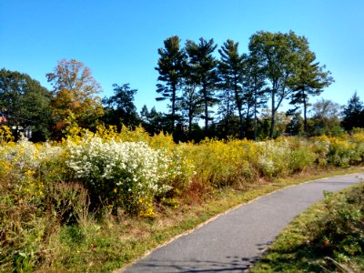 Fisher Hill Reservoir Park