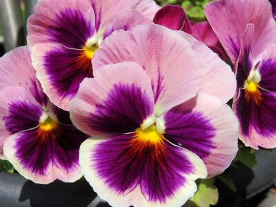 Bloom petal viola photo