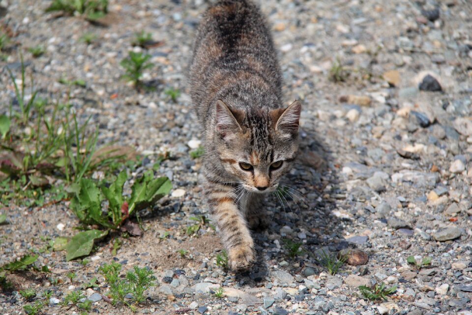 Tabby cat hunting felted pas
