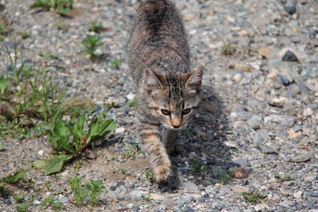 Tabby cat hunting felted pas