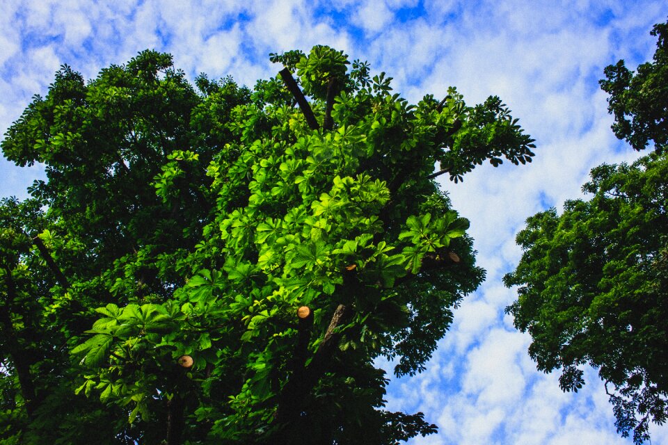 Nature outdoor park