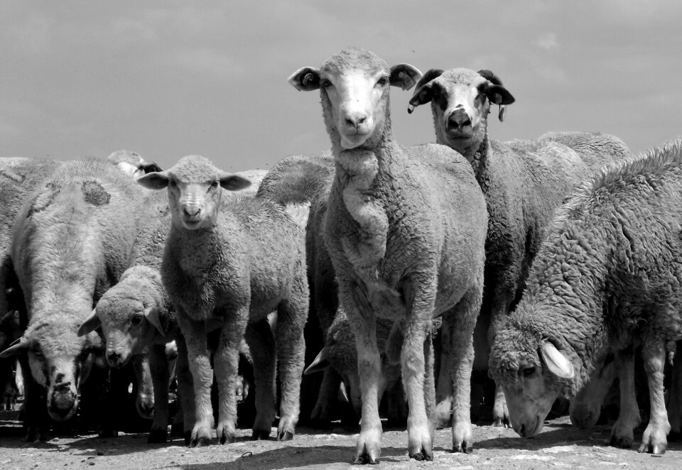 Sheep the flock pet
