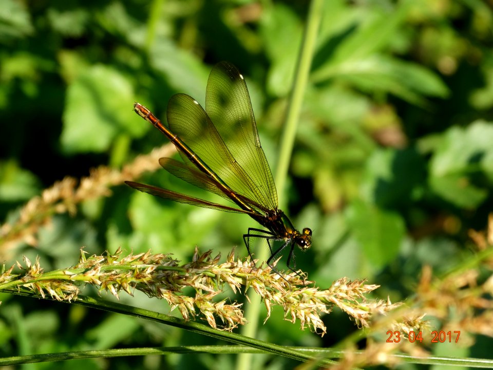 Calopteryx virgo