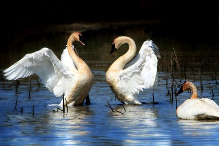 Swans, Displaying