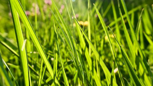 Green field meadow