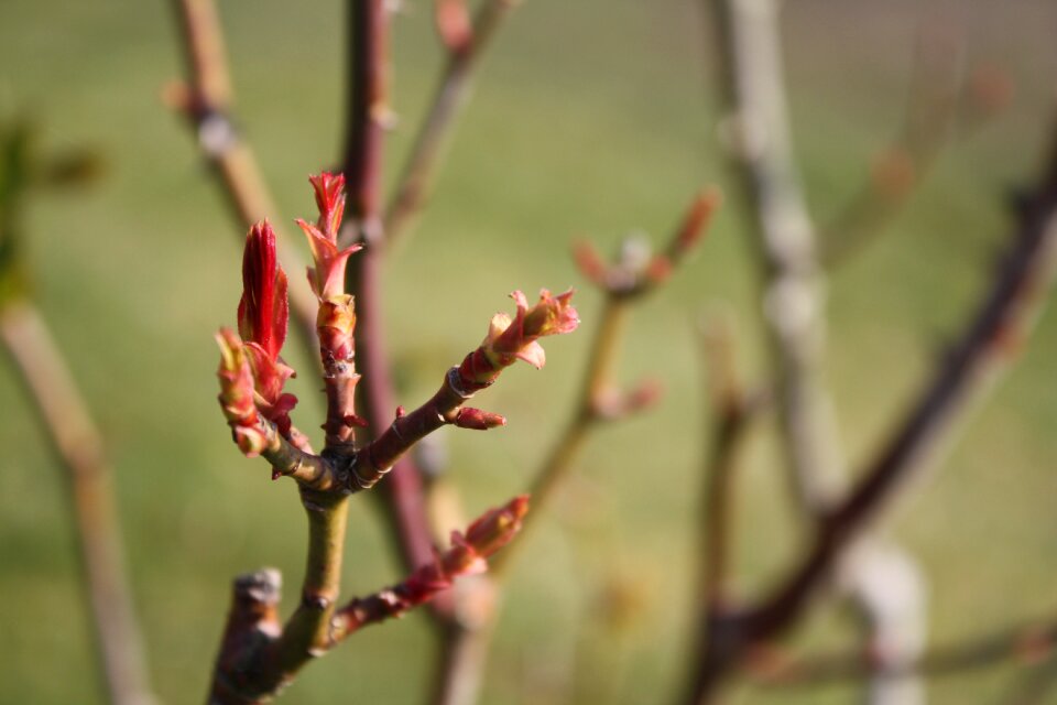 Branch garden field
