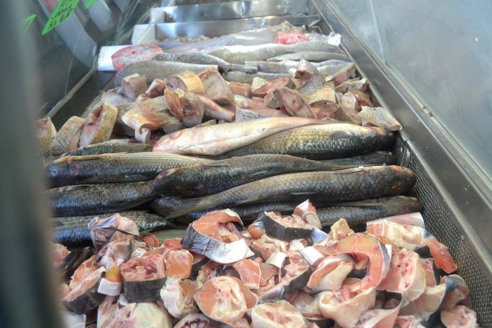 09.04.2019 - SDR - Semana do Peixe - Foto Janine Tomberg (14)