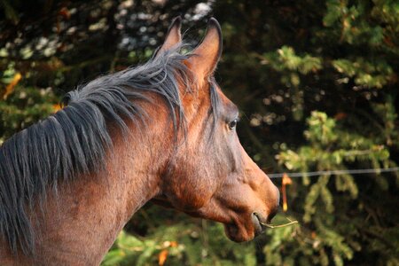 Thoroughbred arabian horse head mane photo