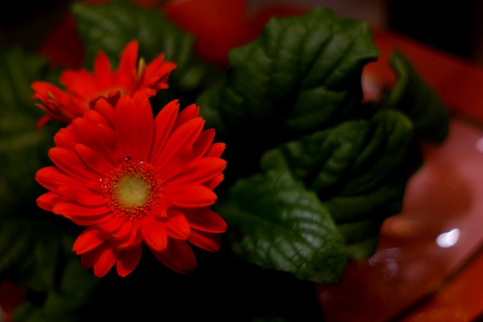Orange Gerbera