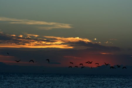 sunset birds photo