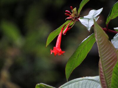 Wild jungle ecuador photo