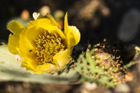 Flower yellow opuntia ficus photo