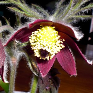 Pasque flower
