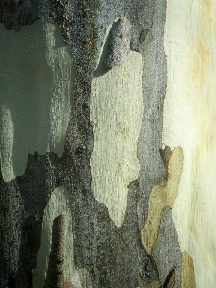 tree bark