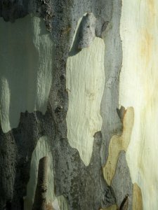 tree bark