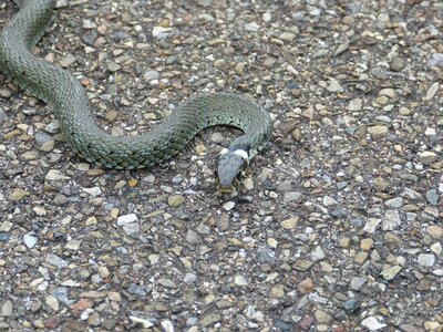 Natter natrix natrix colubridae