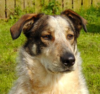Crossbreed romanian street dog