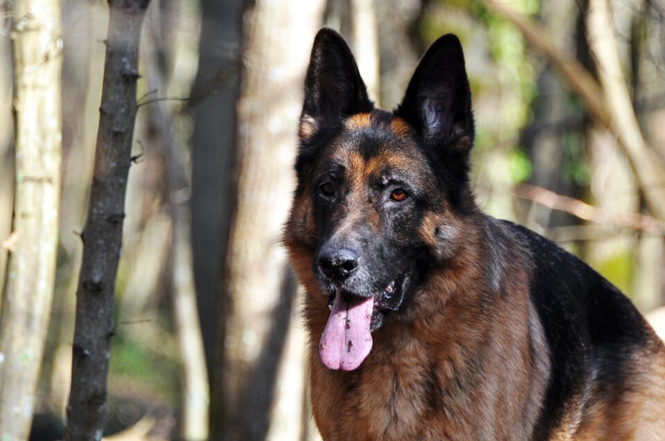 German shepherd forest dog
