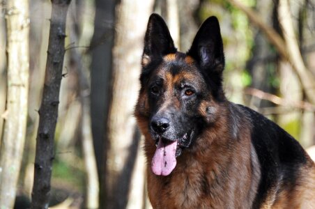 German shepherd forest dog photo