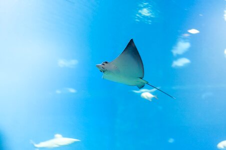Ocean sea nature