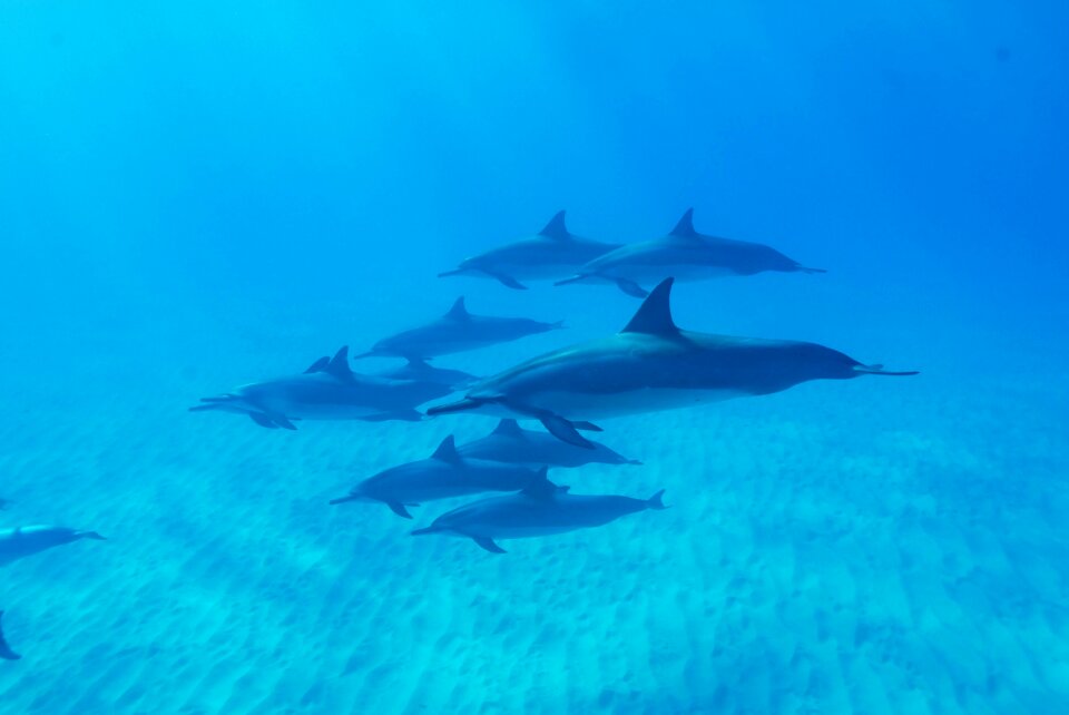 Ocean hawaii nature