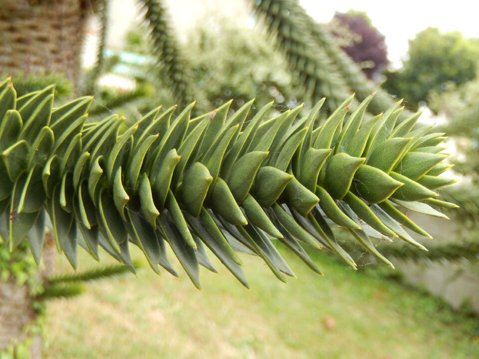 Wood nature plant