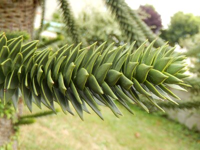 Wood nature plant